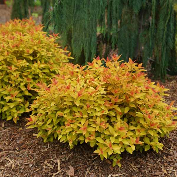 SPIREA DOUBLE PLAY CANDY CORN #2