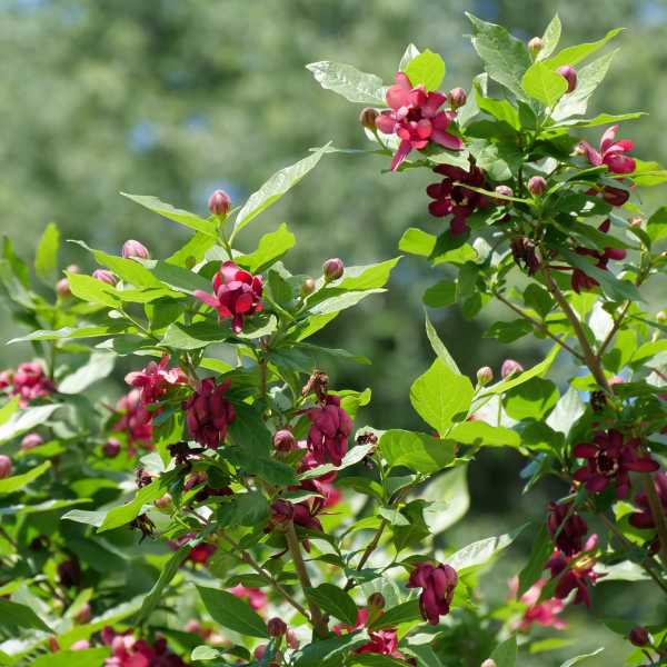 CALYCANTHUS X APHRODITE #3