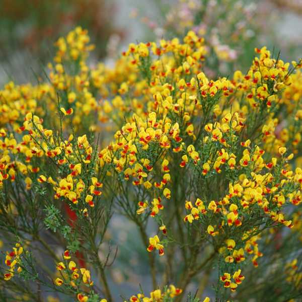 SCOTCH BROOM SISTER DISCO #2