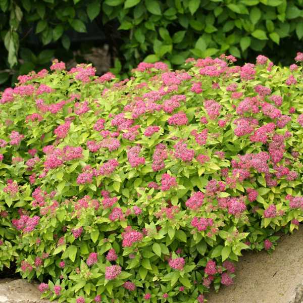 SPIRAEA DOUBLE PLAY GOLD #3