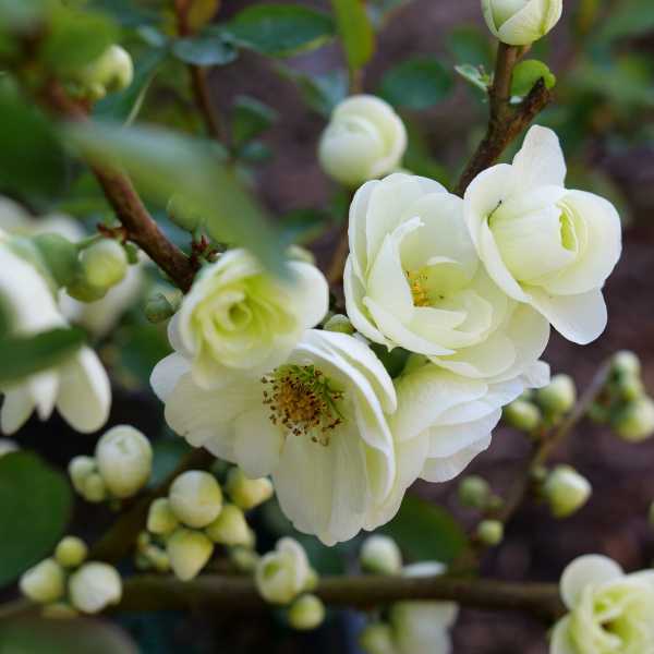 QUINCE ETERNAL WHITE #3