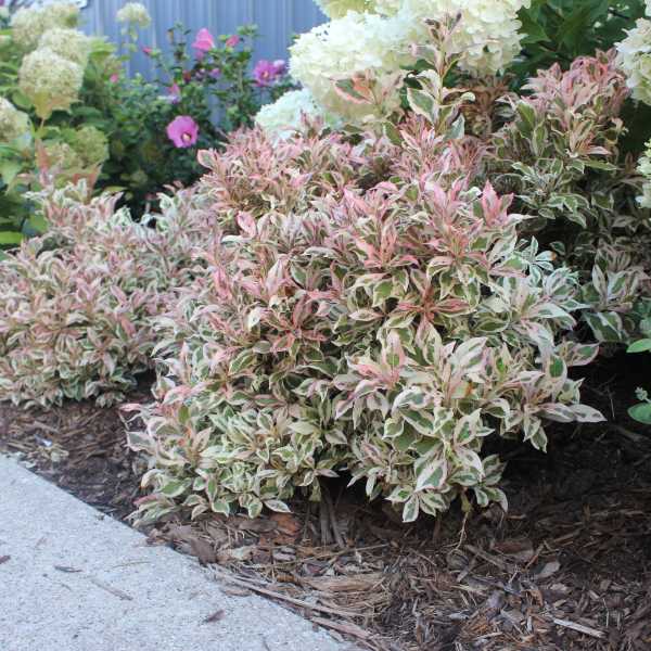 WEIGELA X  MY MONET #2