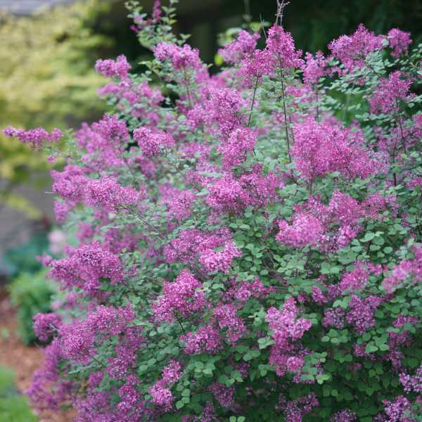 LILAC BLOOMERANG DARK PURPLE #3