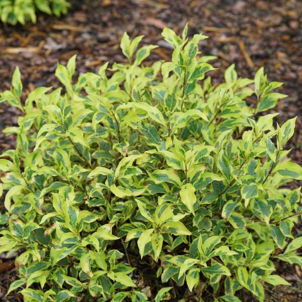 WEIGELA BUBBLY WINE #3