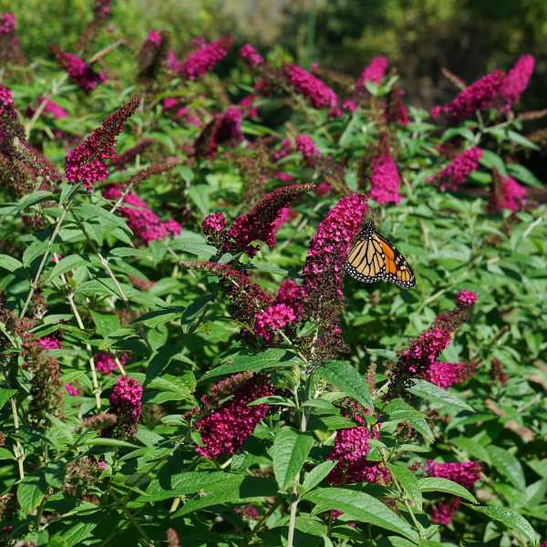 BUTTERFLY BUSH MISS MOLLY #2