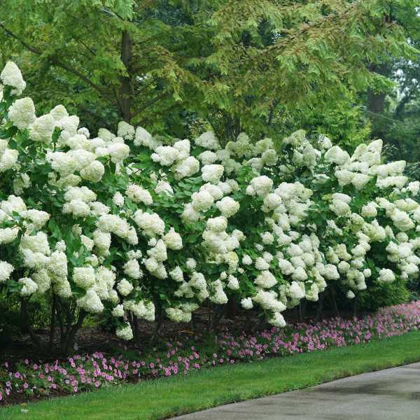 HYDRANGEA P LIMELIGHT #3