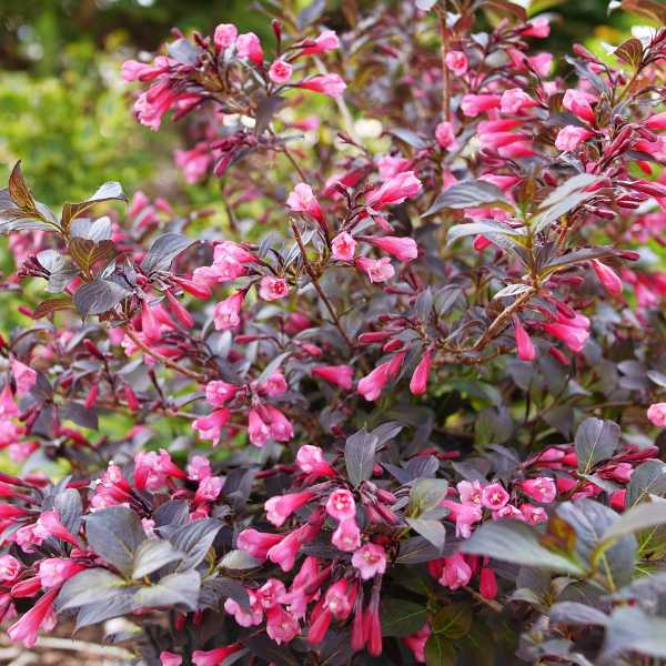 WEIGELA VERY FINE WINE #3