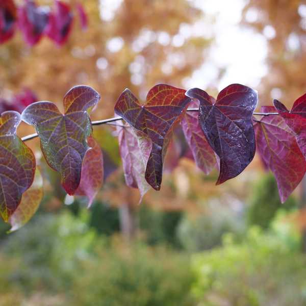 REDBUD MIDNIGHT EXPRESS #7