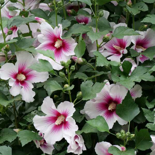 ROSE OF SHARON PARAPLU PINK #3