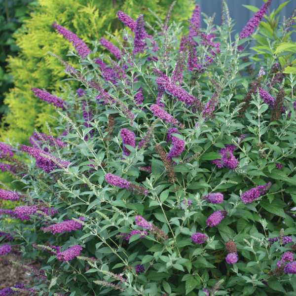 BUTTERFLY BUSH MISS VIOLET #3