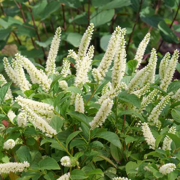 SWEETSPIRE FIZZY MIZZY #3