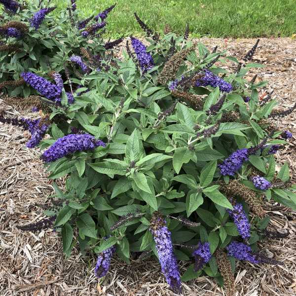BUTTERFLY BUSH PUGSTER BLUE #1