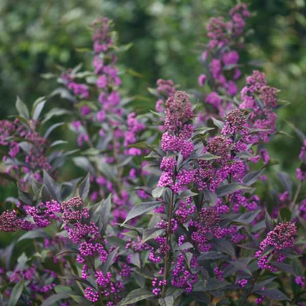 BEAUTYBERRY PEARL GLAM #3