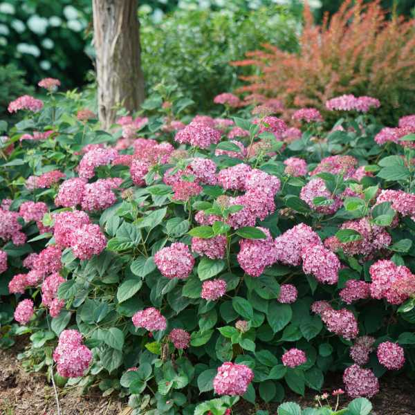 HYDRANGEA INVINCIBELLE RUBY #3