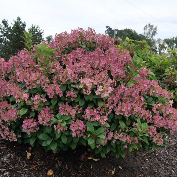 HYDRANGEA P LITTLE QUICK FIRE #2