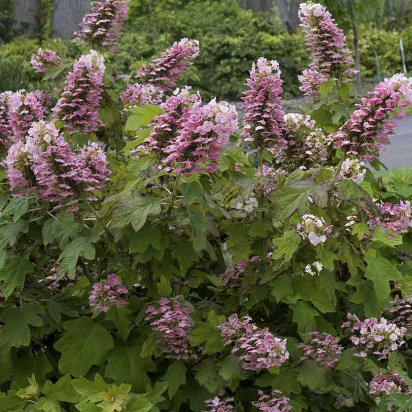 HYDRANGEA Q GATSBY PINK #3