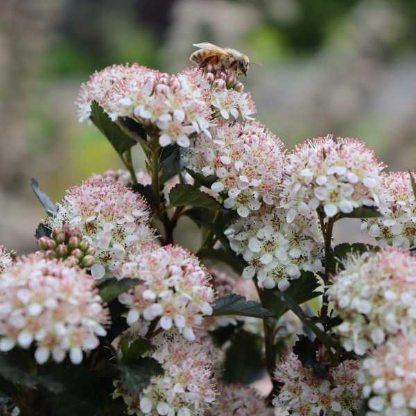 NINEBARK 'TINY