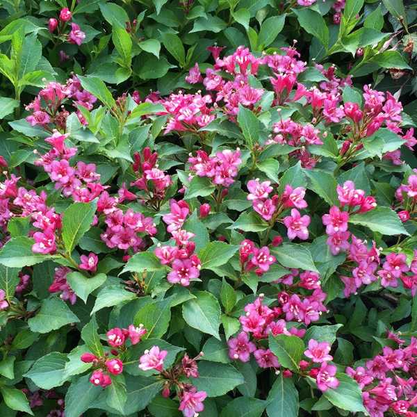 WEIGELA SNIPPET DK PNK #3