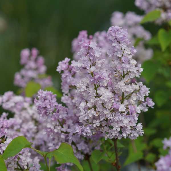 LILAC SCENTARA DBL BLUE #3