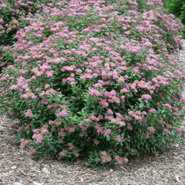 SPIRAEA DOUBLE PLAY ARTIST #3
