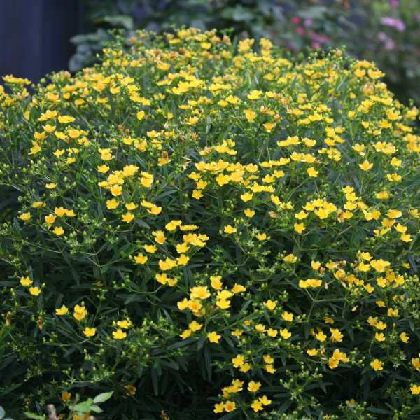 HYPERICUM F SUNNY BLVD #2