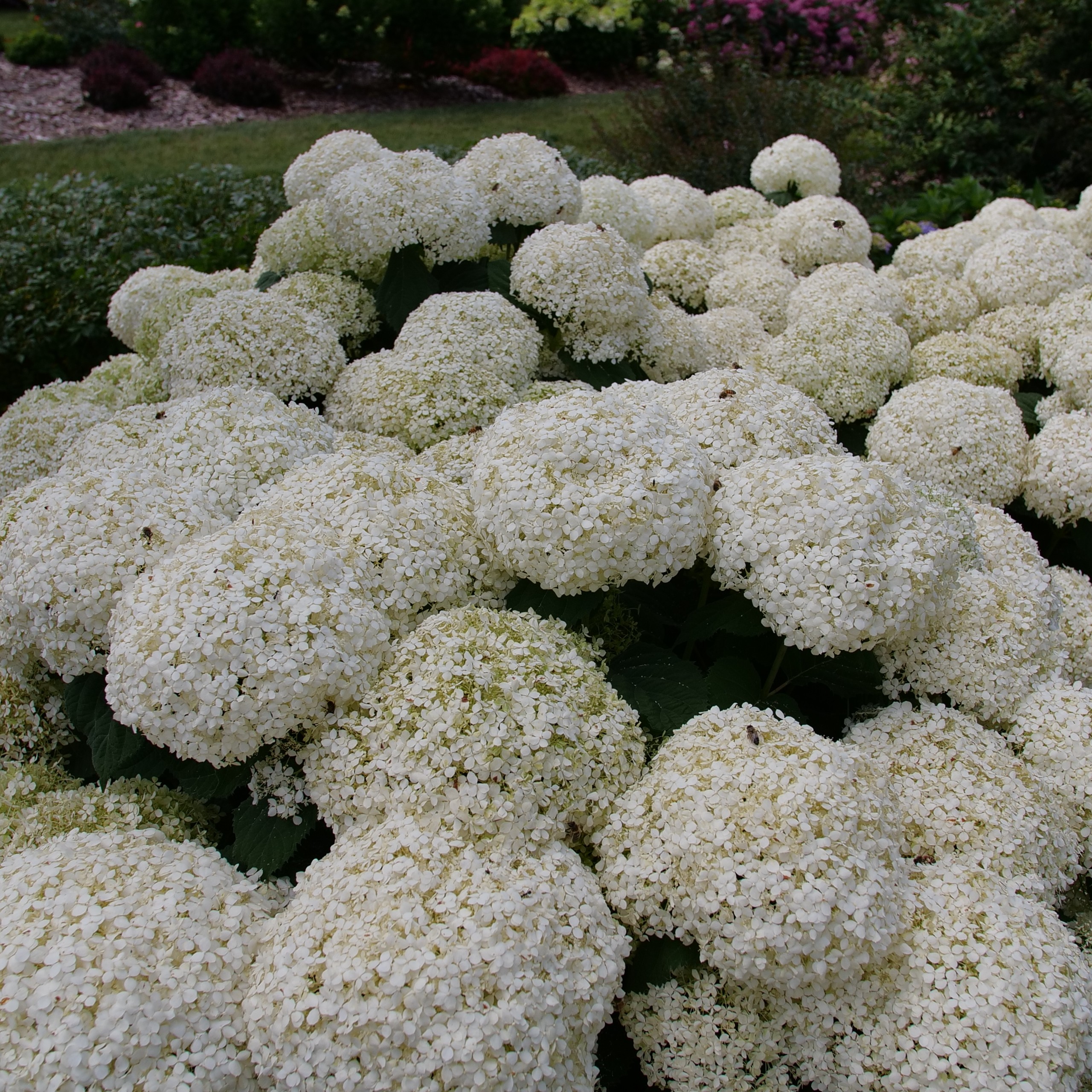 HYDRANGEA INCRED STORM PROOF #3