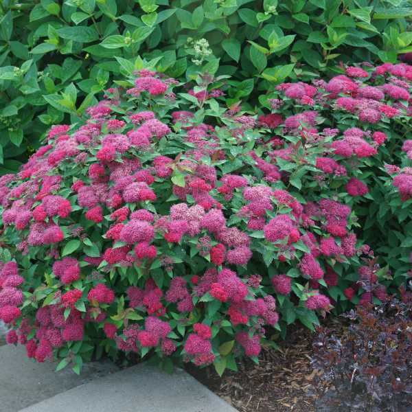 SPIRAEA DOUBLE PLAY DOOIZE #3