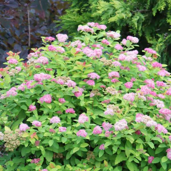 SPIRAEA DOUBLE PLAY BIG BANG#3