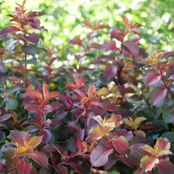 WEIGELA MIDNIGHT SUN #3