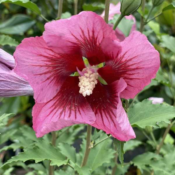 ROSE OF SHARON RED PILLAR #3