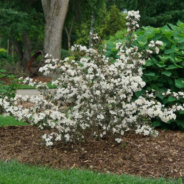 WEIGELA WINE AND SPIRITS #3