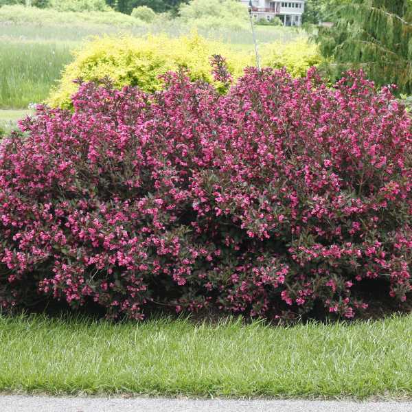 WEIGELA WINE AND ROSES #3