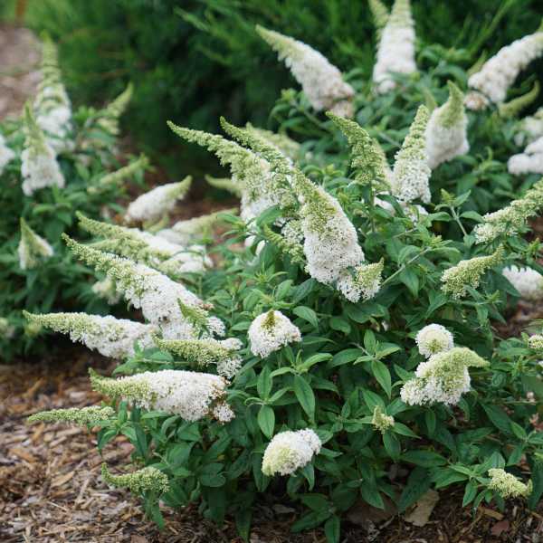 BUTTERFLY BUSH PUGSTER WHITE #2