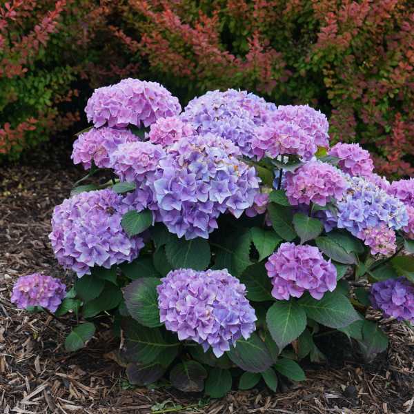 HYDRANGEA M LD RHYTHMIC BLUE #3