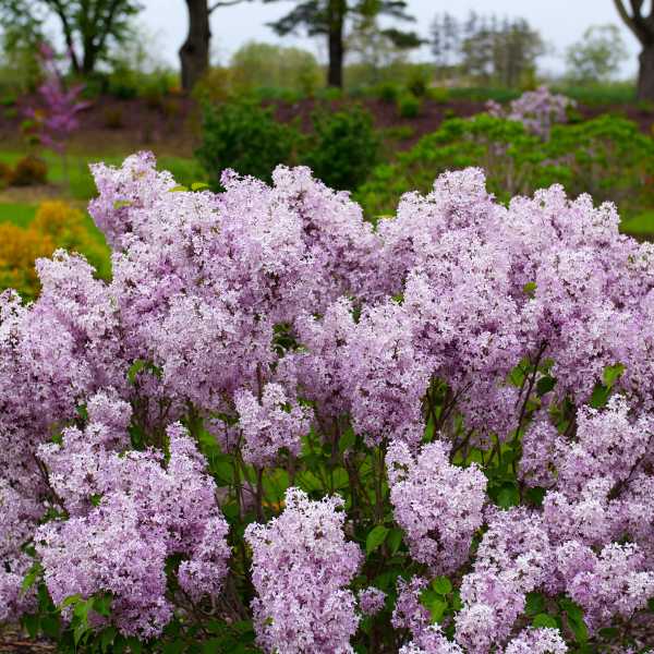 LILAC SCENTARA PURA #3