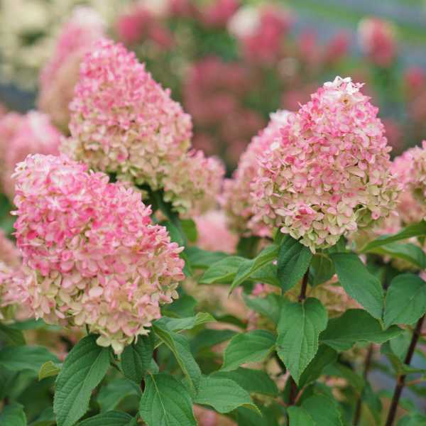 HYDRANGEA P QUICK FIRE FAB  #3
