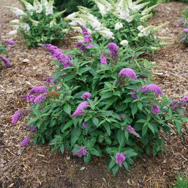 BUTTERFLY BUSH PUGSTER PERI #1