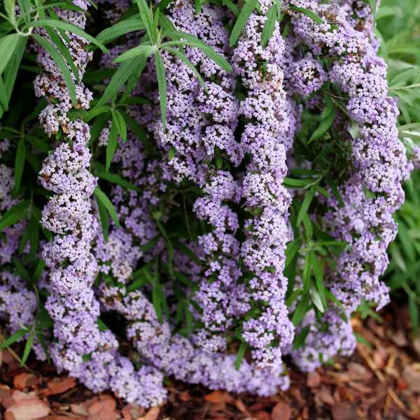 BUTTERFLY BUSH MOP TOP #2