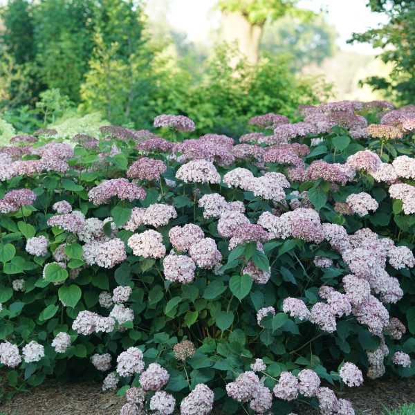 HYDRANGEA A INVINC SPIRIT 2 #3