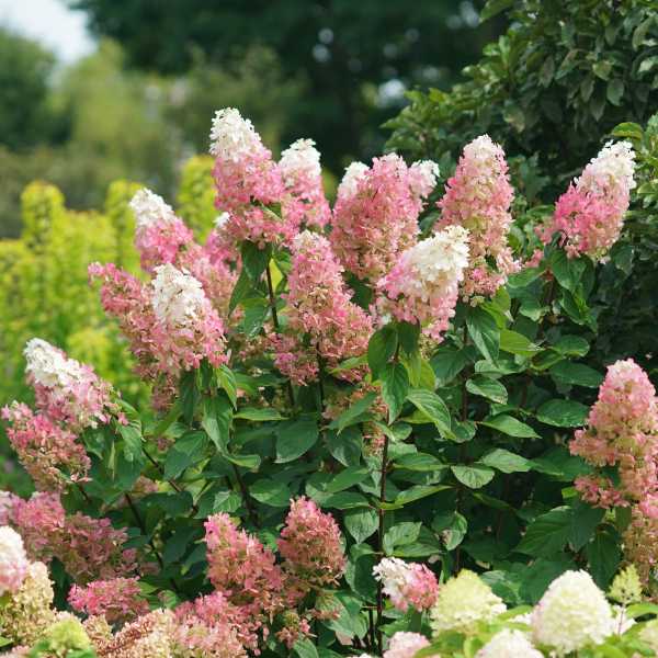 HYDRANGEA P PINKY WINKY PRIME #3