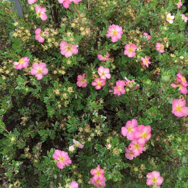 POTENTILLA HAPPY FACE HEARTS #2