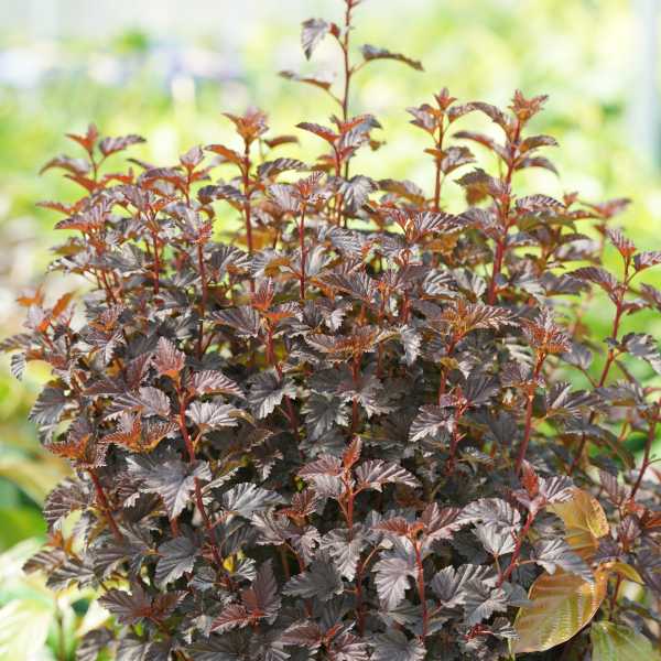 NINEBARK SMR WINE BLACK #3