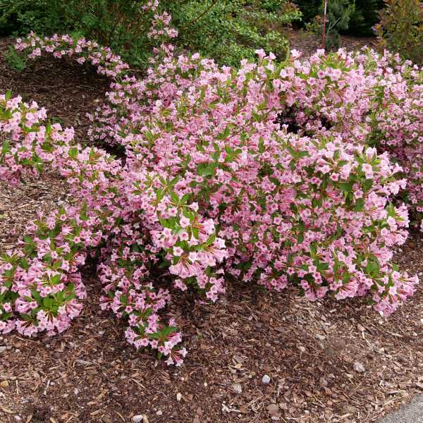 WEIGELA SONIC BLOOM PURE PINK 3