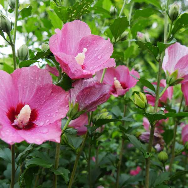 ROSE OF SHARON LIL KIM RED #2