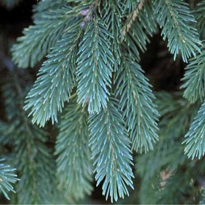 EVERGREEN TREE