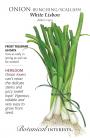Onion Scallion White L